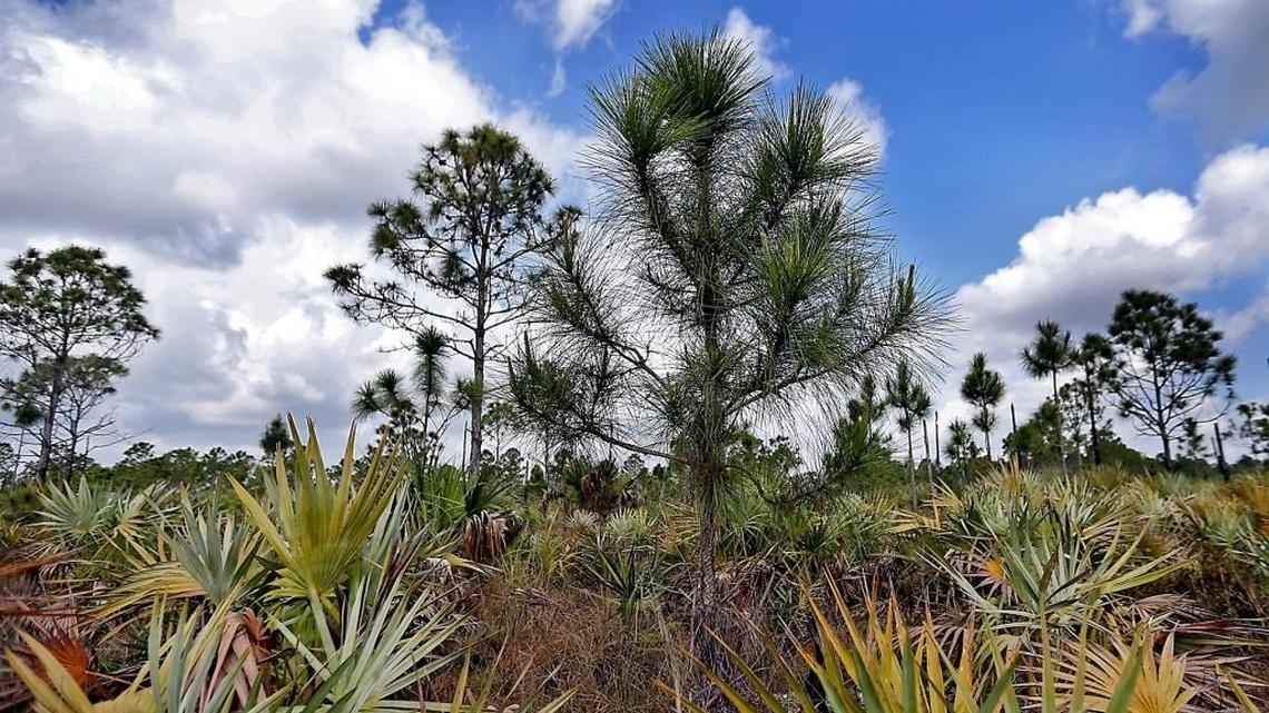 A new study of hurricane damage to forest in Puerto Rico after Maria has found more intense storms fueled by a warming planet are likely to dramatically alter tropical forests. In South Florida, hurricanes have already taken a toll on disapparing pine rockland.