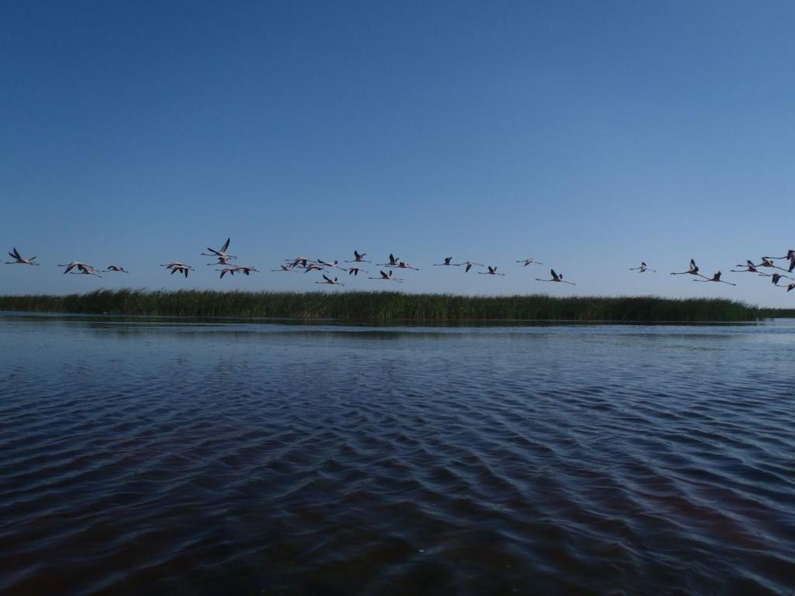 Biologists hoped to catch and attach a satellite transmitter to one of the flamingos at a Palm Beach County stormwater treatment area pictured here in 2013. Ultimately, they found an orphaned juvenile in the Keys and followed him for two years.