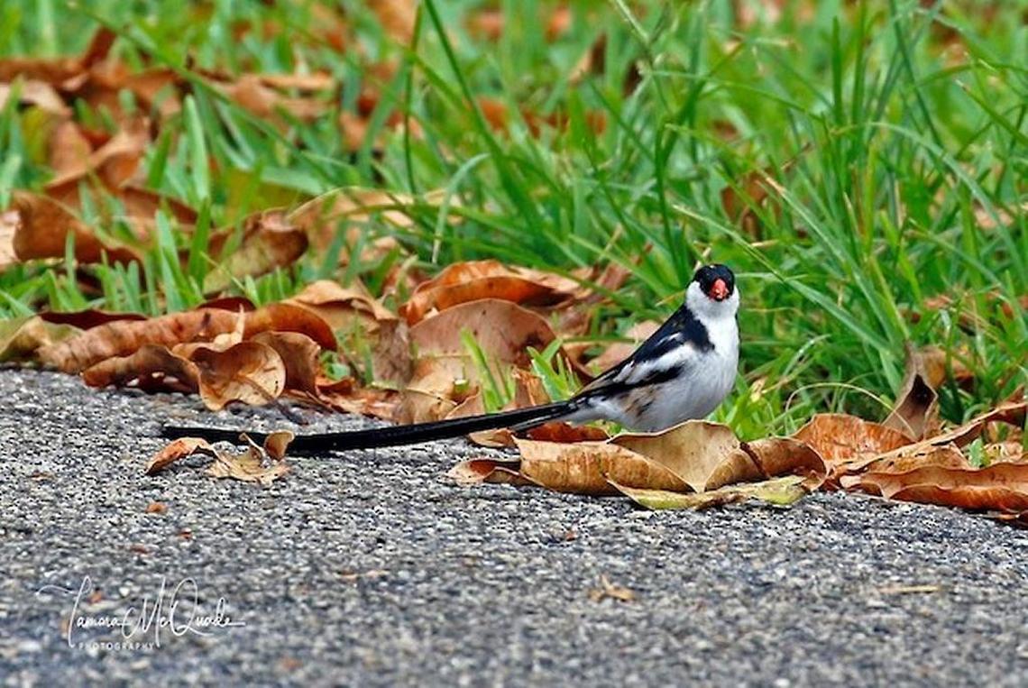 Tropical Audubon President Joe Barros spotted this pin-tailed whyday in his mother-in-law’s driveway in South Miami and said the bird hung around for more than a week before disappearing.