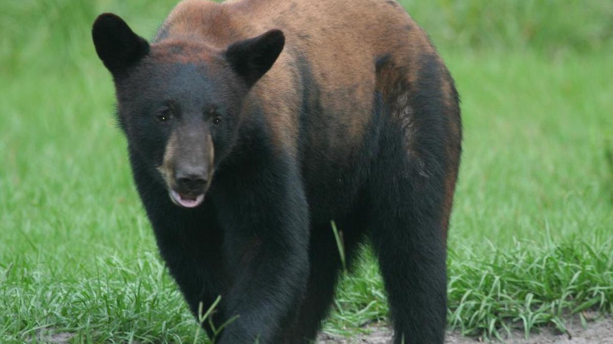 
A black bear is seen in the Everglades, May 25, 2009. 
