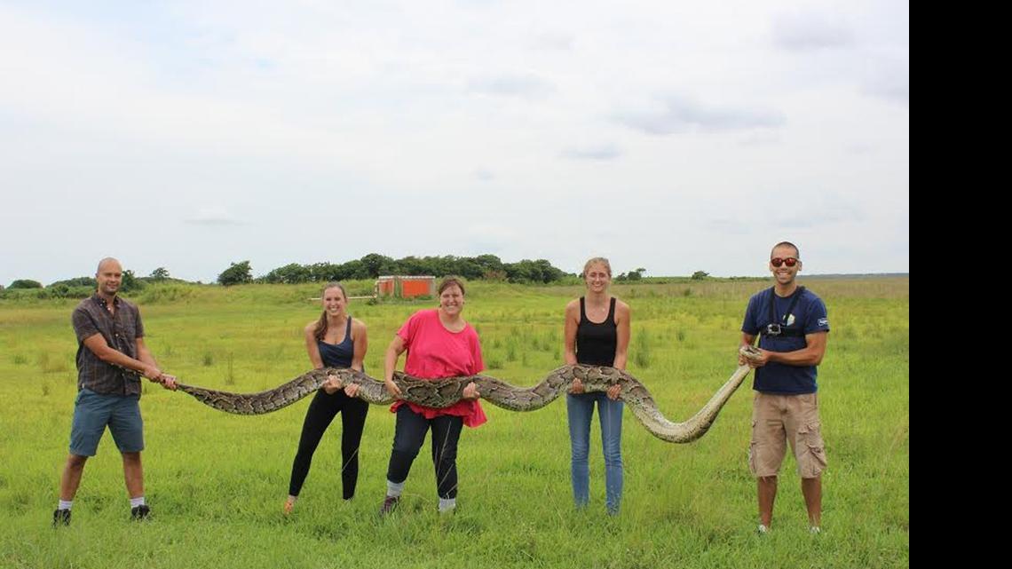 
University of Florida researchers captured this female Burmese python, measuring 18 feet, 3 inches, while tracking invasive species at Shark Valley in Everglades National Park on July 9.
