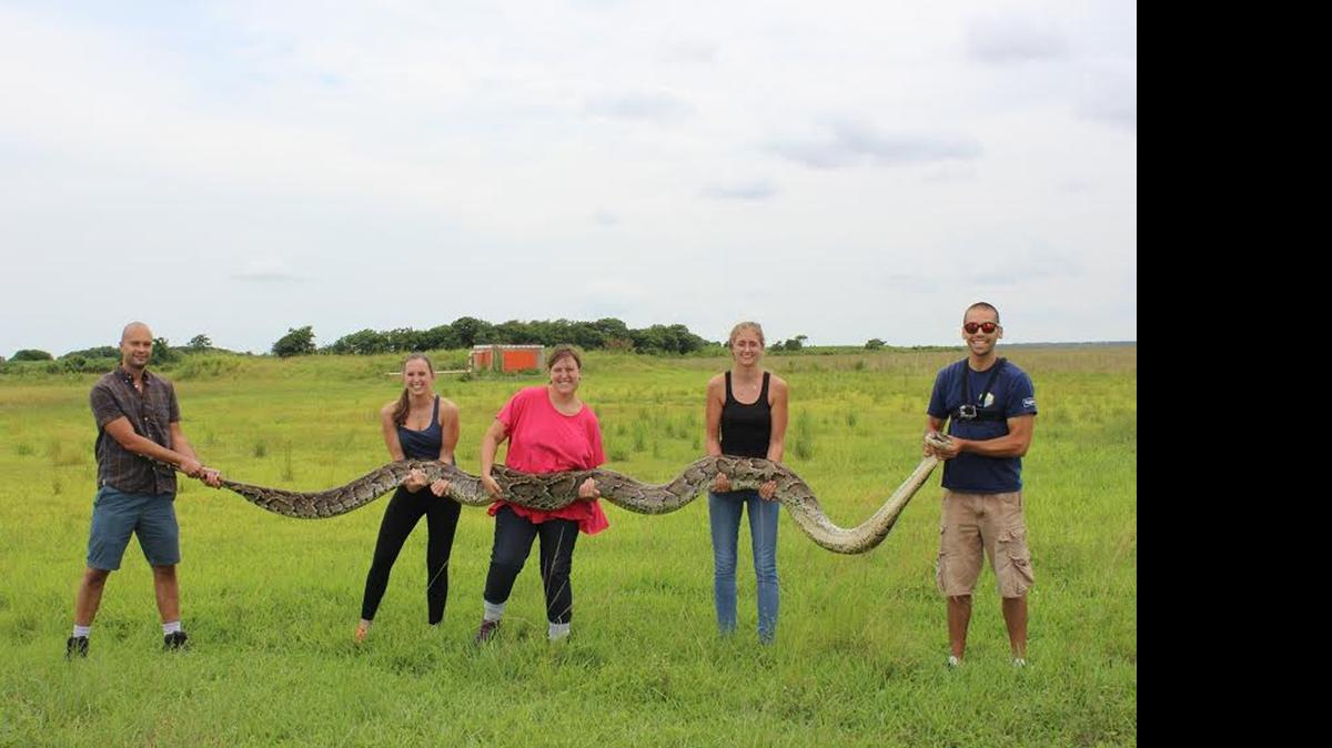 
University of Florida researchers captured this female Burmese python, measuring 18 feet, 3 inches, while tracking invasive species at Shark Valley in Everglades National Park on July 9.
