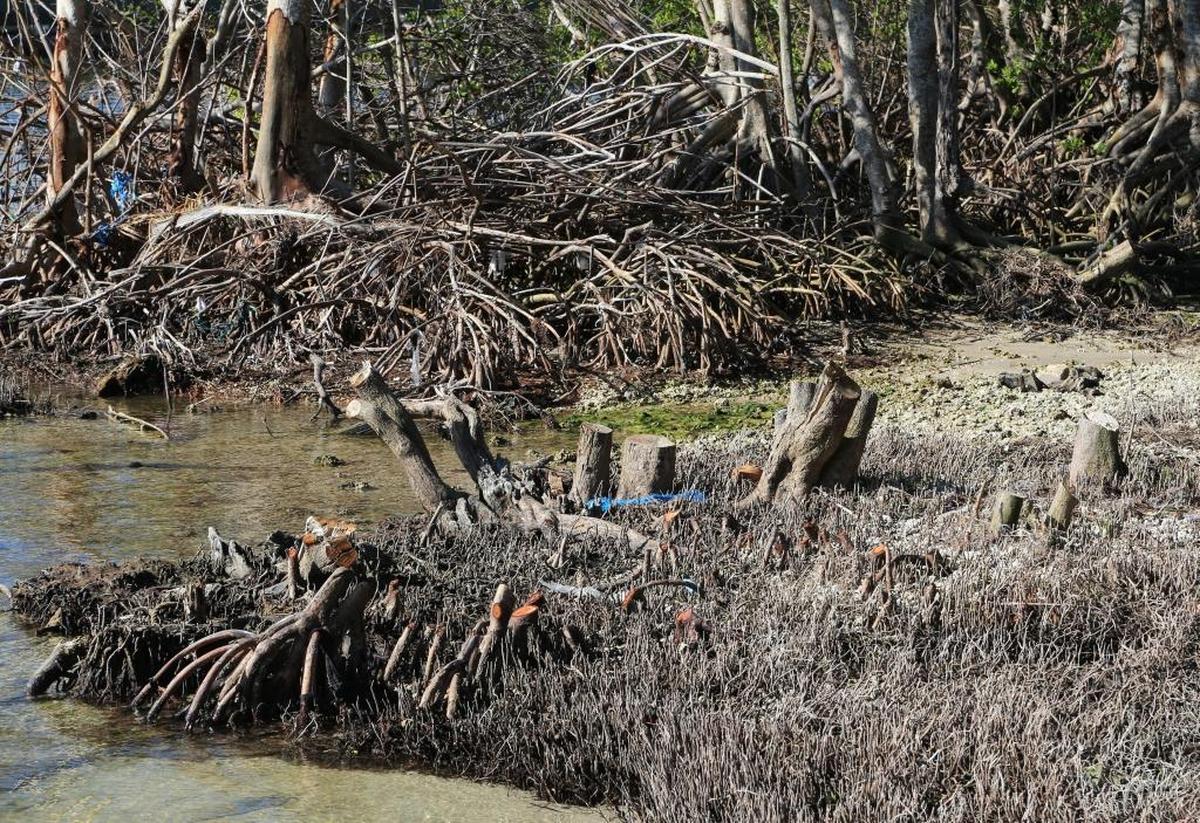 This picture, taken in November, three weeks after Hurricane Irma, shows the stumps of cut trees.