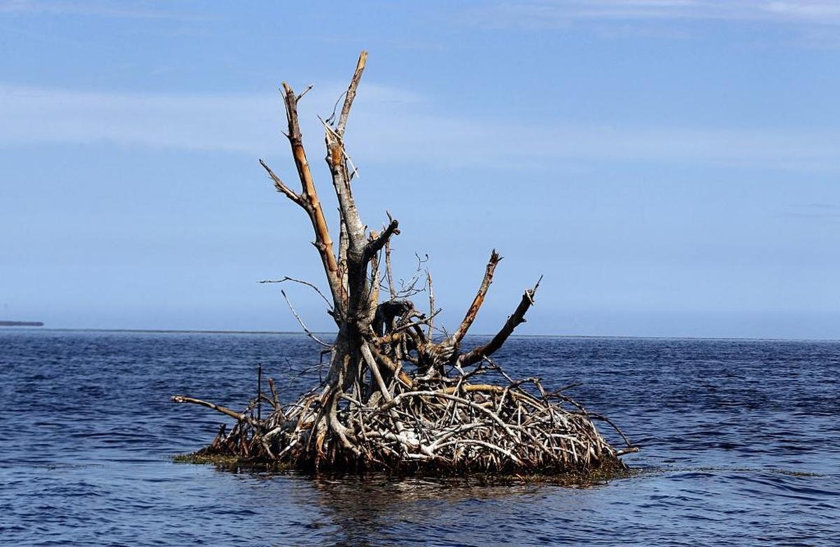 Boats weren’t the only things tossed around by Irma. This mangrove island, likely ripped from a nearby island, was found floating in Florida Bay after the storm.