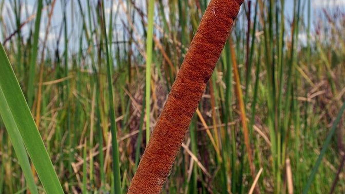 
On Thursday, the South Florida Water Management District announced that farmers and ranchers had once again reduced the amount of phosphorus polluting the Everglades and fueling the growth of algae and cattails that can choke native marshes. However, water still lremains too dirty to quench the southern Everglades where a severe draught has caused salinity in Florida Bay to rise.
