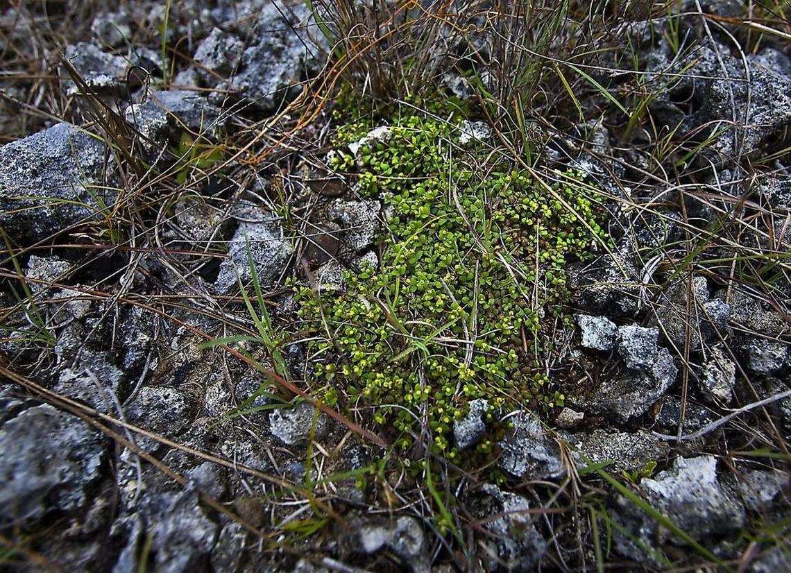 Deltoid spurge, one of five endangered or threatened plants in pine rockland, can now only be found between in pinelands east of Everglades National Park, between Southwest 72nd and Southwest 264th streets.