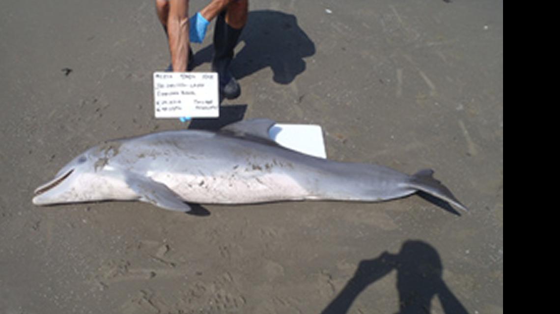 
This dead dolphin was found near Port Fourchon, Louisiana’s southern most port, in July 2012.
