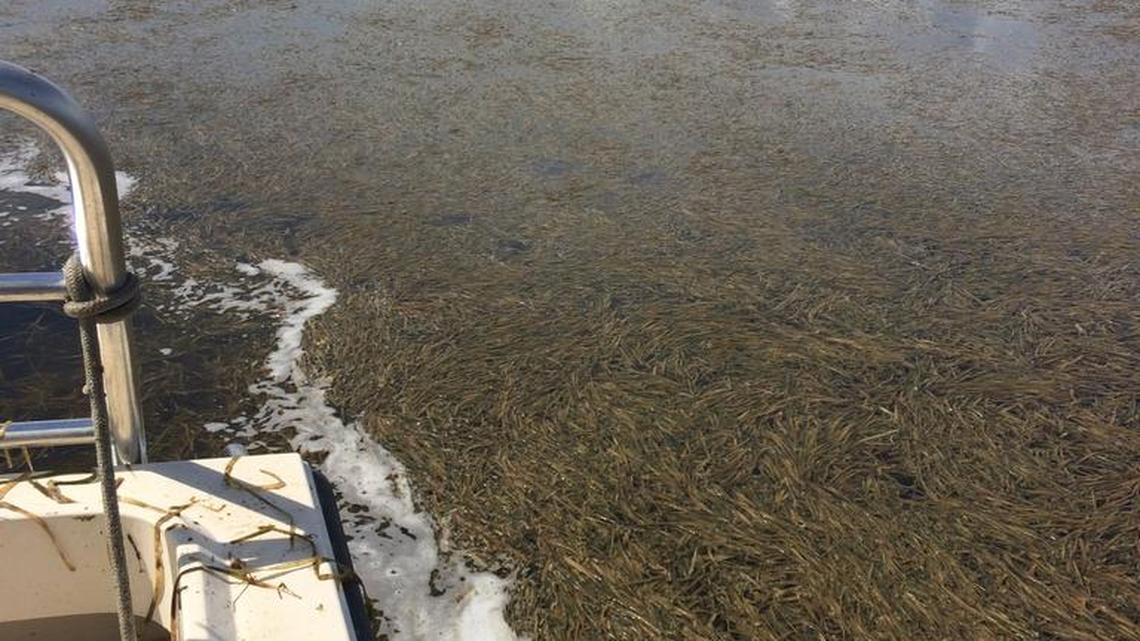 
In late September, state biologists navigated through mats of dead seagrass in Florida Bay. About 13 square miles of seagrass meadows died over the summer with early signs of an algae bloom now appearing near Rankin Lake and Garfield Bight.
