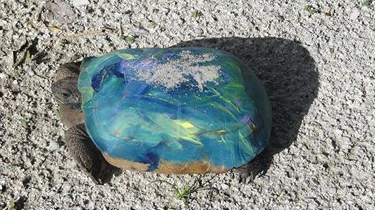 An illegally painted gopher turtle. The FWC is asking Floridians to remember that it is illegal to paint turtle shells because it is harmful to the animal.