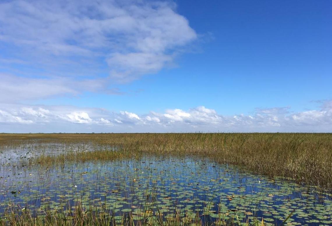 Since June, water levels have been high in the water conservation areas west of Miami-Dade and Broward counties. Prolonged flooding is now raising concerns about the wildlife and tree islands.