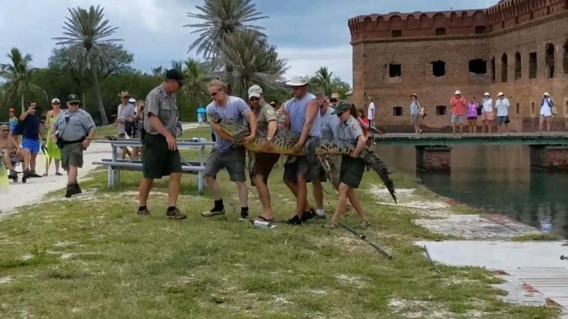 Wildlife officers carry Cleatus to a waiting sea plane on Sunday.