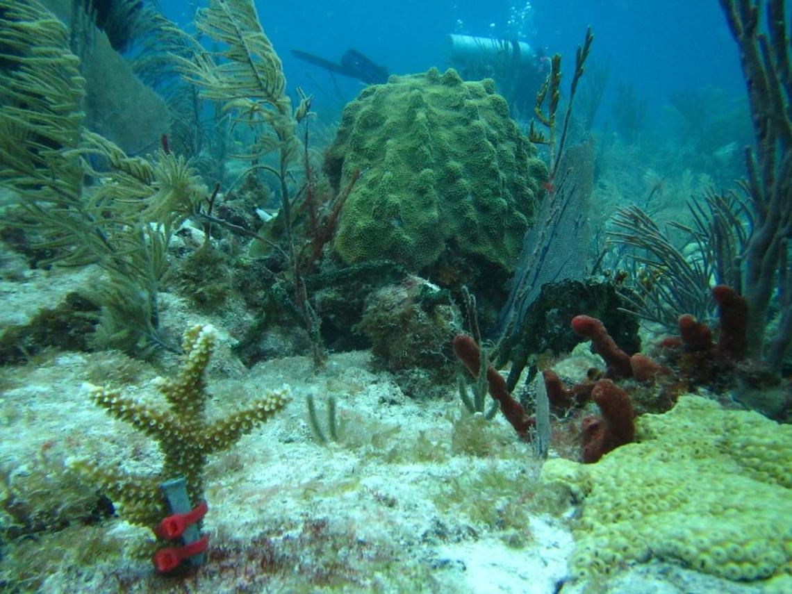 A nursery coral replanted earlier this month by the University of Miami’s Rescue a Reef project grows among wild coral on a reef off Key Biscayne.