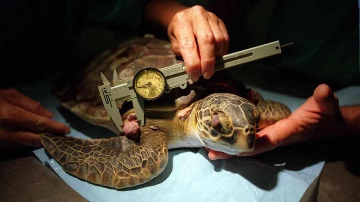 A tumor on a turtle is measured at the turtle hospital in Marathon.