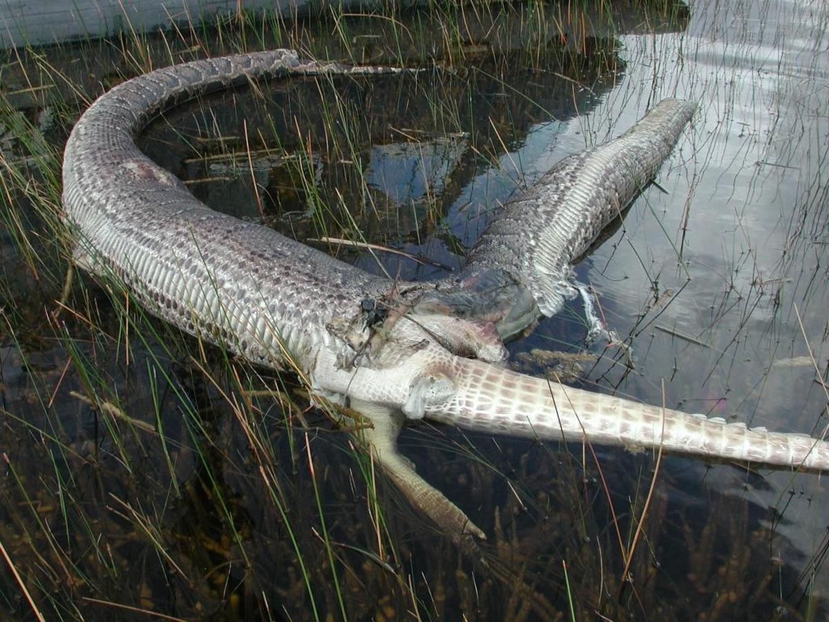 A helicopter pilot working for Everglades National Park photographed this dead python in September 2005 after it tried to eat an alligator. The picture quickly grabbed headlines and shined a global spotlight on South Florida’s growing python problem. Scientists say bloating indicated the snake, about 12.5 feet long, had probably been dead for 24 to 48 hours.