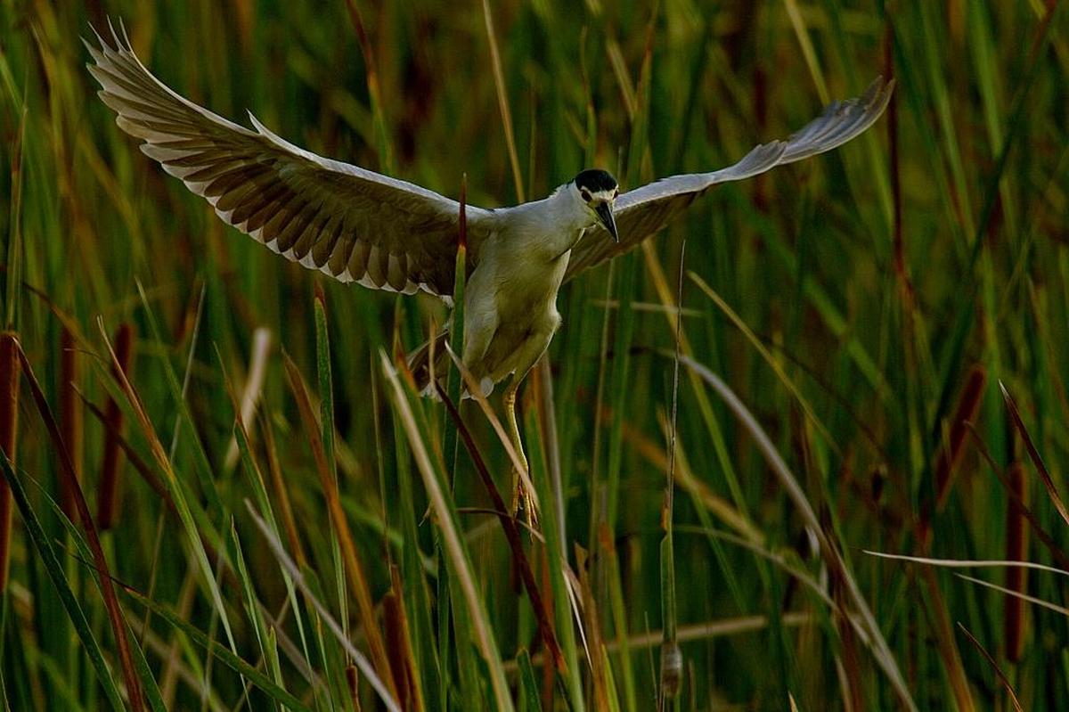 An increase in black crowned night herons, like this one photographed in 2011 in a Broward County conservation area, may be driving down the number of small herons because the birds feed on heron chicks, said South Florida Water Management District lead scientist Mark Cook.