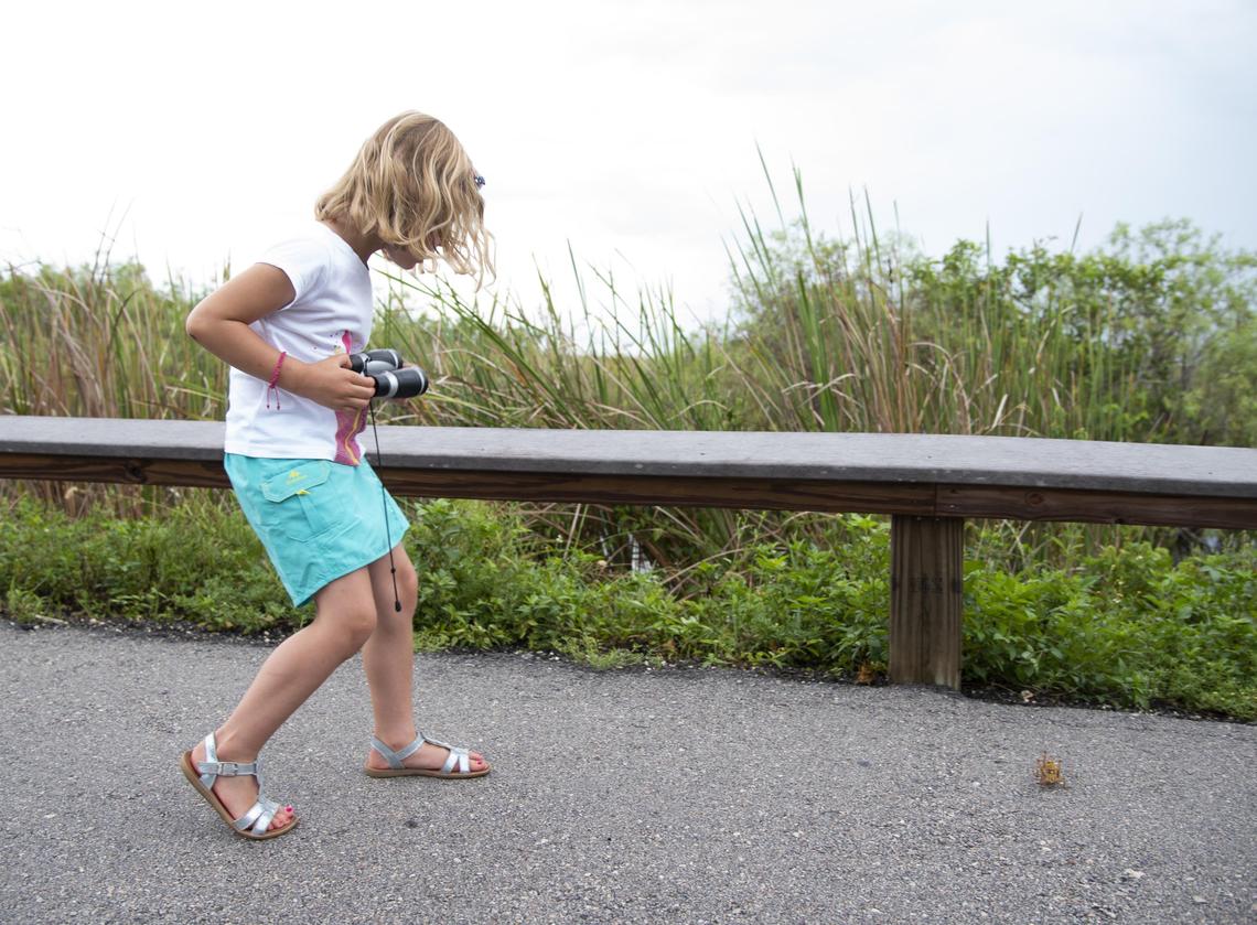 Calie Eono, 5, of France spots a lubber grasshopper while visiting the Anhinga Trail in the Everglades National Park last week.