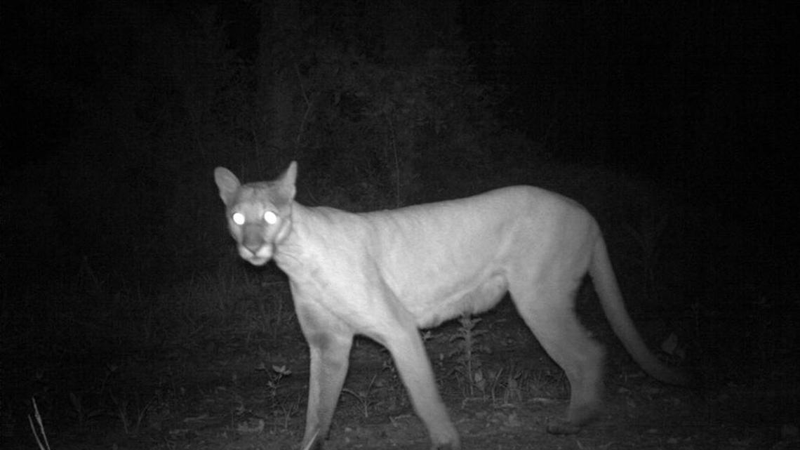 After they nearly disappeared, wildlife managers brought in Texas cougars to revive the Florida panther. They now number between 120 to 230. Wildlife experts say trying to save animals before numbers get so low is easier and cheaper than the drastic measures often called for when they reach the brink of extinction.