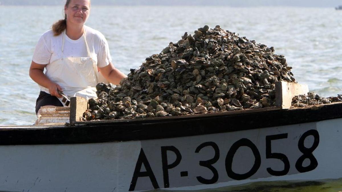 A woman checks the size of the oysters from Apalachicola Bay in northern Florida in 2010. The state’s Apalachicola oyster industry collapsed in 2012. Florida contends decreased water flows in the Apalachicola River, due to Georgia’s water use, led to the collapse. A special master overseeing the dispute between Florida and Georgia noted in his report, published Tuesday, Feb. 14, 2017, the following: “There is little question that Florida has suffered harm from decreased flows in the (Apalachicola) River.”