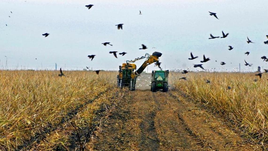 It is harvest time at the U.S. Sugar Corporation in Clewiston in this photo from March 2005.