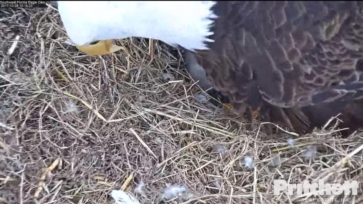 Harriet gives a quick view of the egg she’s incubating as the Southwest Florida Eagle Cam captures her activities on property owned by Fort Myers’ Dick Pritchett Real Estate.