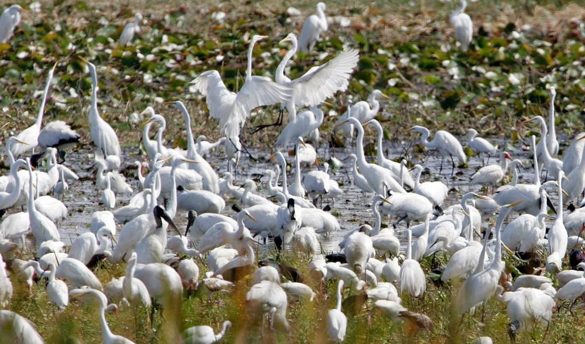 Following a drought in 2007, wading birds congregated in Markham Park where drying conditions left a feast of dying fish.