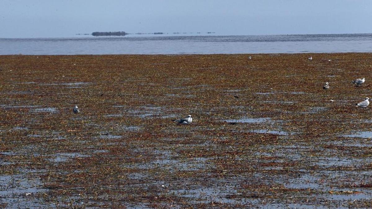 Hurricane Irma blew in rafts of dead seagrass into Florida Bay, which scientists worry may be feeding a growing algae bloom.