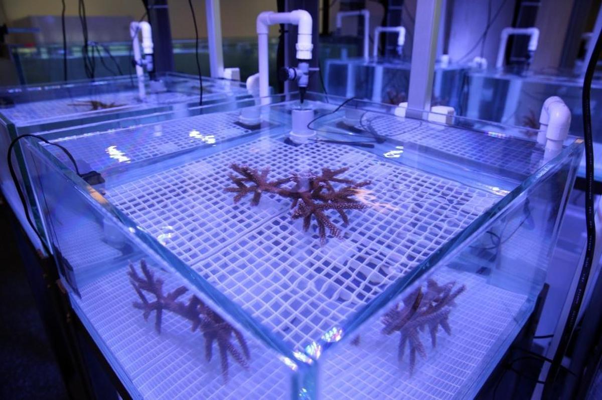 Corals at the lab will be exposed to heat and light to replicate bleaching conditions. The stress causes them to expel algae that live in the colonies and produce food for corals, which will then be replaced with more heat tolerant algae.
