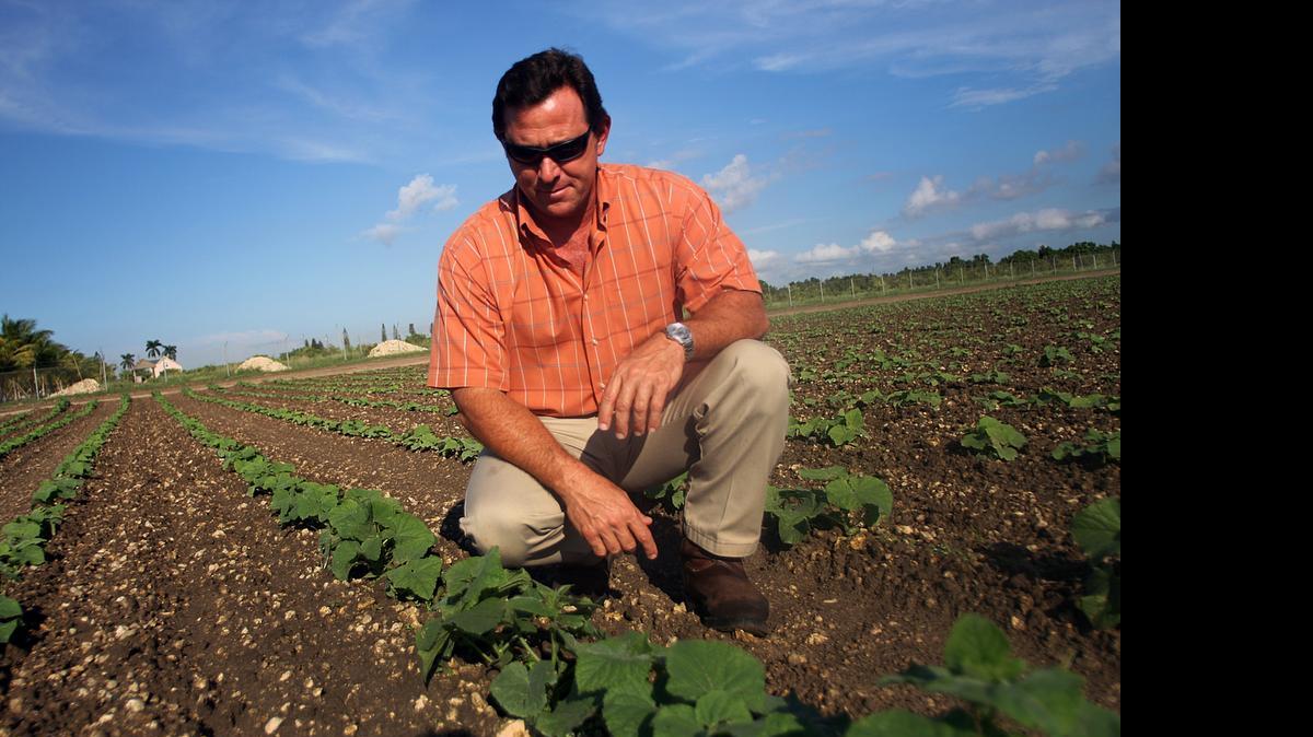 
On Tuesday, Gov. Rick Scott appointed Sam Accursio, pictured here in 2009 inspecting a field of pickling cucumbers, to the governing board of the South Florida Water Management District.
