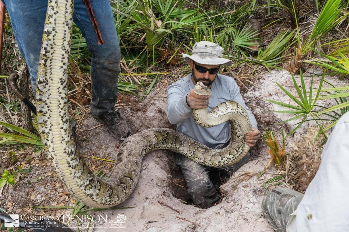 Conservancy of Southwest Florida biologist Ian Bartoszek holds a python found in a burrow in Collier county that researchers found after following another male snake implanted with a radio tracker. Between January and March 2016, Bartoszek and his team caught 2,000 pounds of pythons.