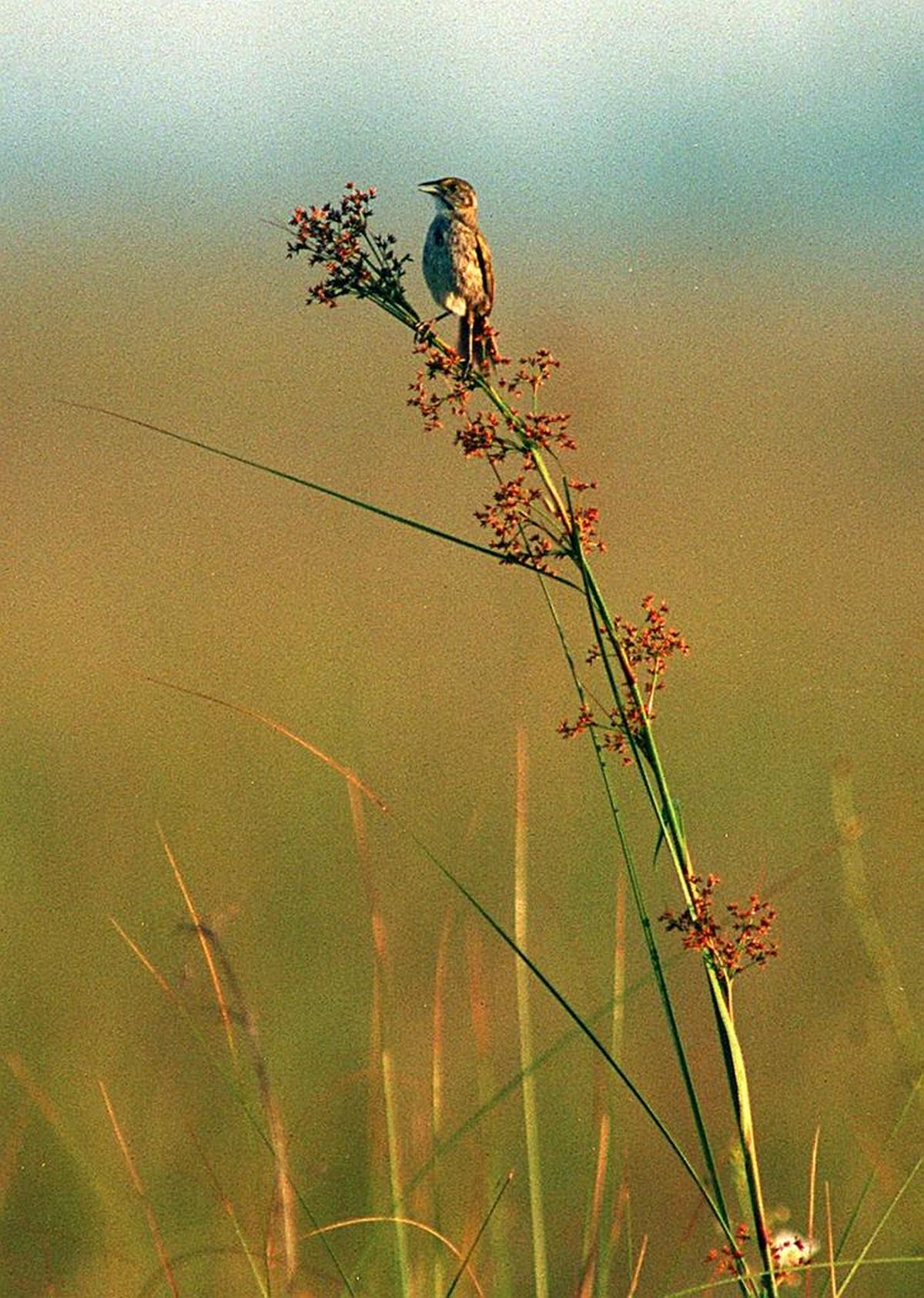 The endangered Cape Sable Seaside Sparrow only nests in the park and is often blamed for holding up restoration efforts. Environmentalists, however, say the health of the sparrow is a measure of healthy marshes.