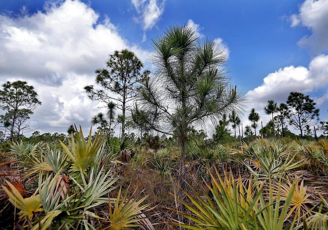 New pines grow among old at Larry and Penny Thompson Park, a tract of pine rockland near Zoo Miami that Miami-Dade County restored.