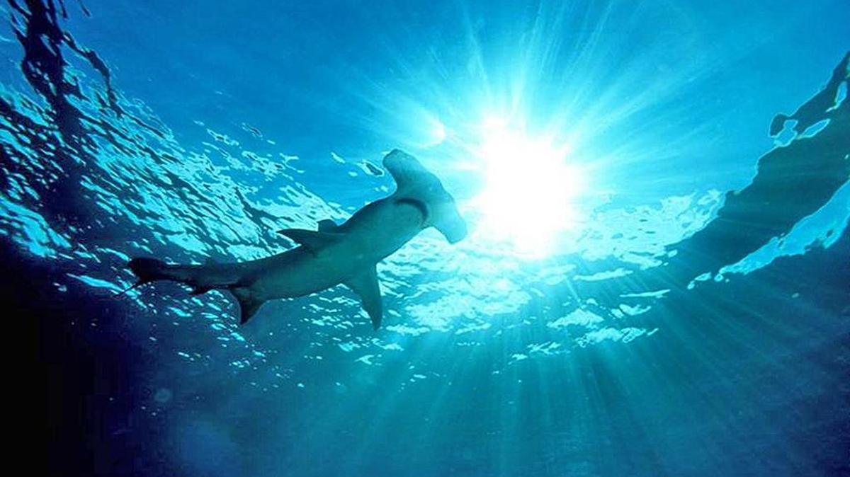 A hammerhead shark makes it way through the water off the South Florida coast.