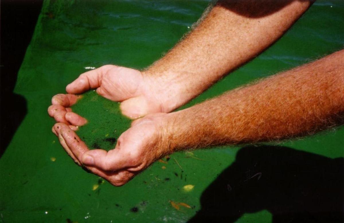 Polluted water from Lake Okeechobee has repeatedly caused algae blooms to foul the St. Lucie River.