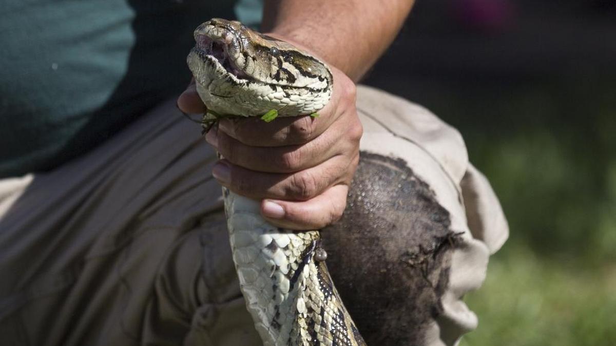Jeffrey Fobb holds a snake by the head after demonstrating proper handling techniques to a crowd of spectators during the Python Challenge kickoff at Florida International University on Jan. 16, 2016.