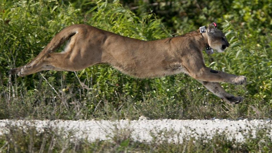 Florida panthers have been federally protected for more than four decades. This young male was released in the Rotenberger Water Management Area in 2013 after being rescued with his sister as 5-month-old kittens after their mother was found dead.