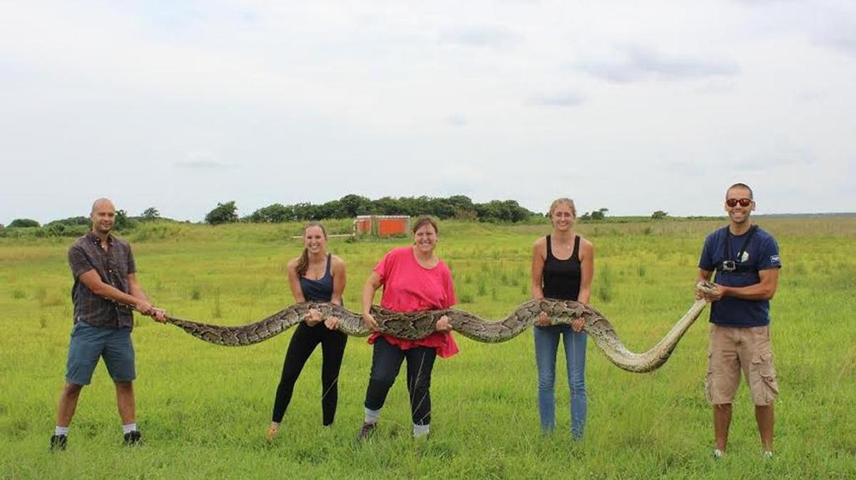 With two days left in Florida’s second Python Challenge, hunters have already far outpaced the 2013 hunt. This big one was caught earlier.