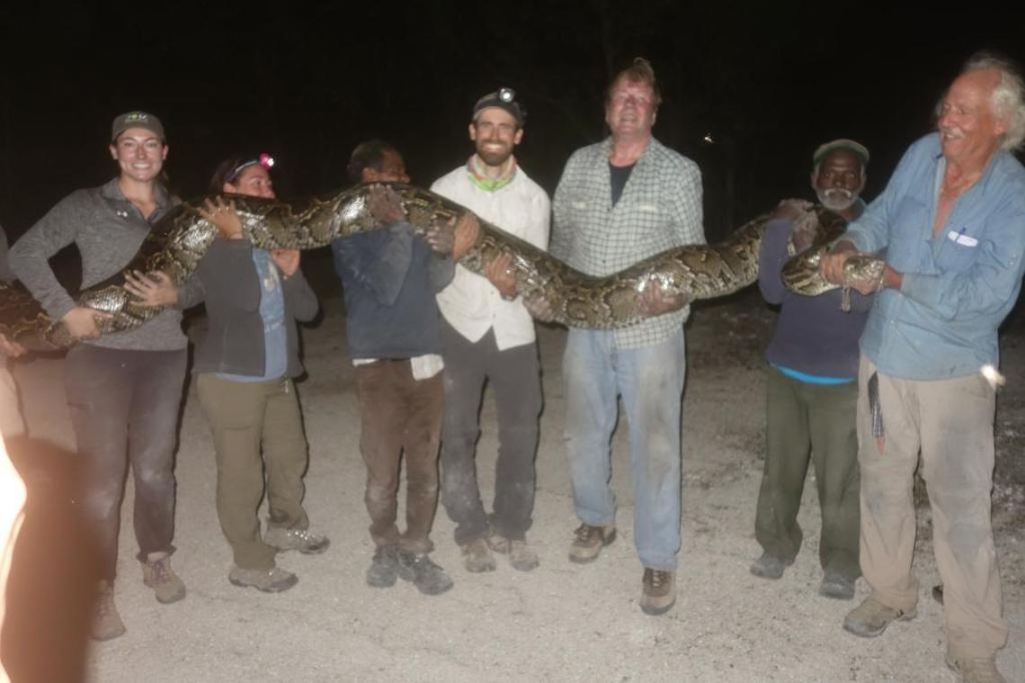 Indian hunters from the Irula tribe tracked down this 16-foot female python in Key Largo.