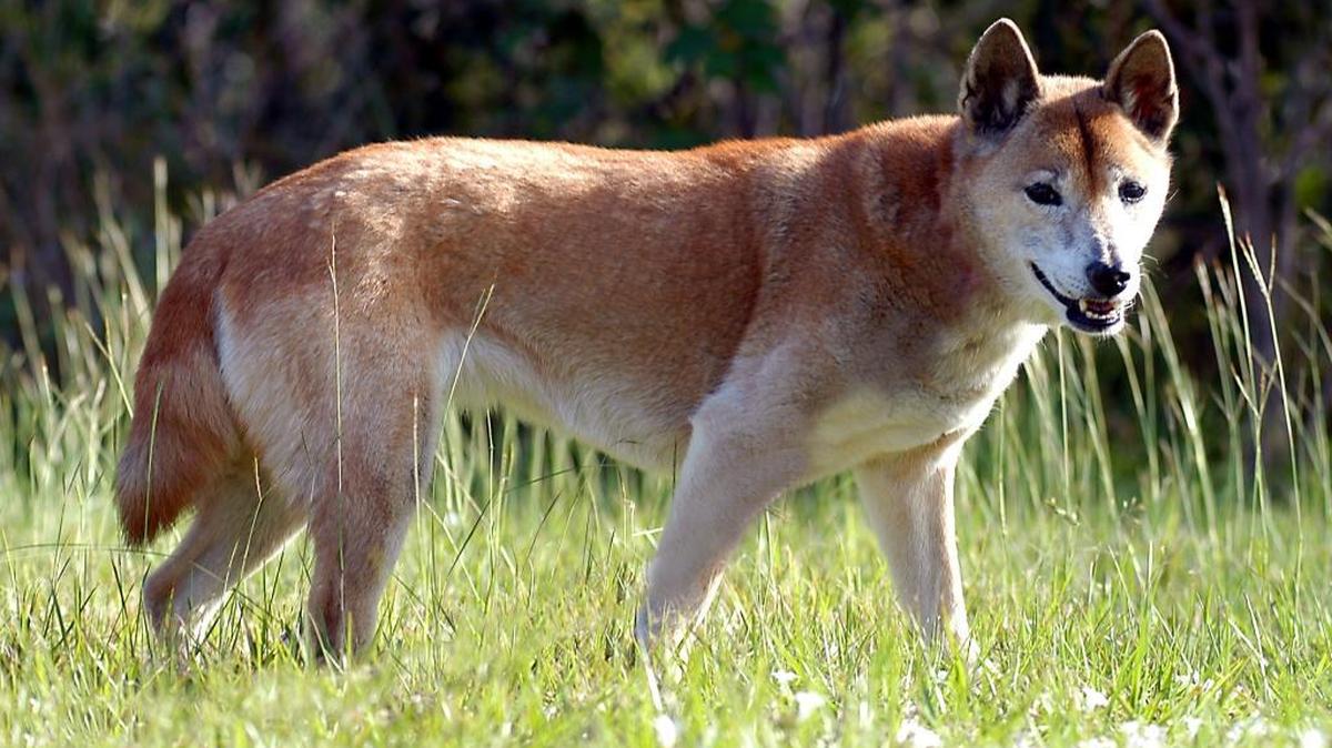 This female New Guinea singing dog is one of two at Zoo Miami. The dog and her partner are nearing retirement age and likely won’t be on display for much longer, according to Zoo Miami’s Ron Magill.