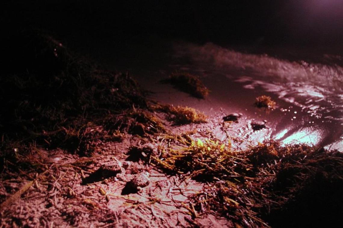 Baby loggerheads scurry to the water from the beach on Key Biscayne near Crandon Park. The hatchlings were found at the bottom of a nest, unable to escape in 2011, and scooped out by turtle rescuers.
