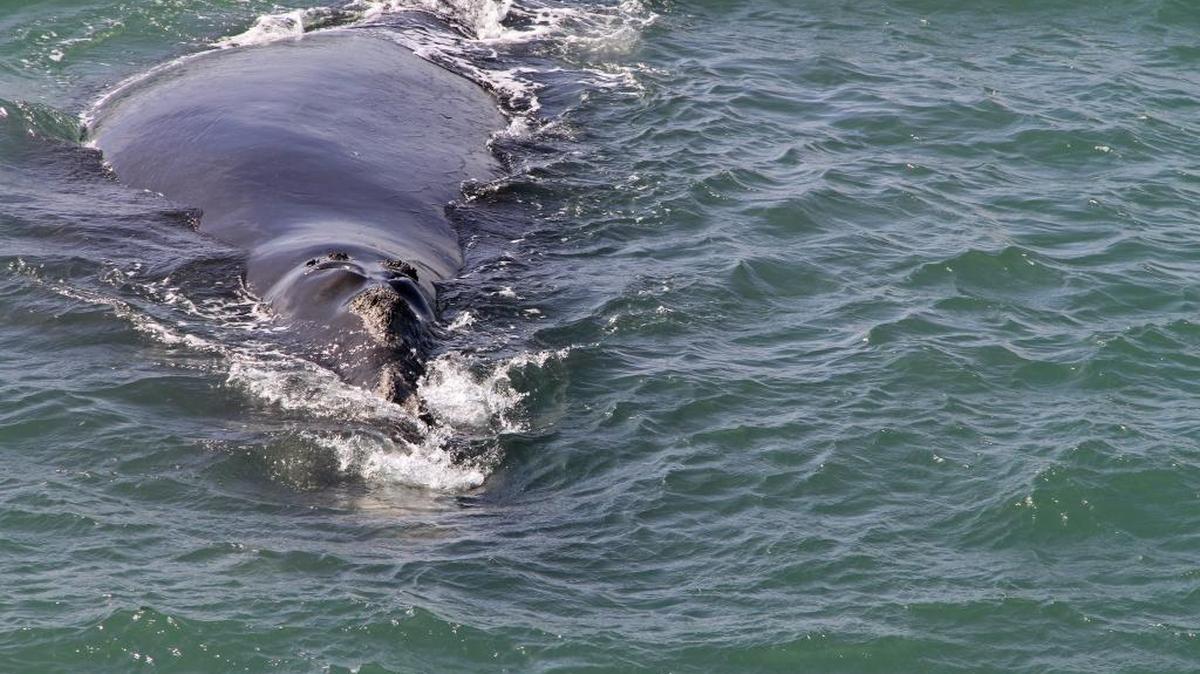 Clipper, a North Atlantic right whale, made a rare appearance with her calf in the Sebastian Inlet Monday.