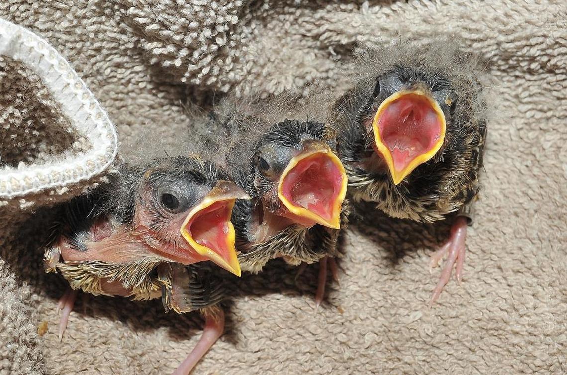 Two years ago, the Rare Species Conservatory Foundation in Palm Beach County successfully bred endangered Florida grasshopper sparrows in captivity for the first time, achieving a milestone in efforts to keep the birds from going extinct. A new parasite attacking young birds and an ongoing disagreement with federal wildlife managers are now threatening to undo progress.