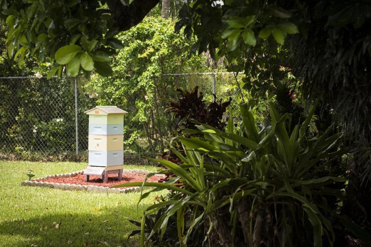 Bee boxes like this one are appearing more frequently in backyards and open land in an attempt to save the U.S. hive population, which has been hit hard by hive collapse.