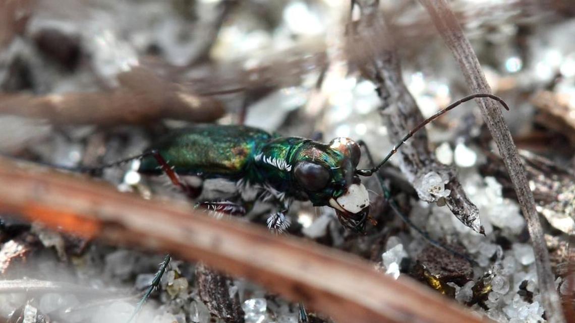 The Miami tiger beetle was added to the endangered species list on Friday.