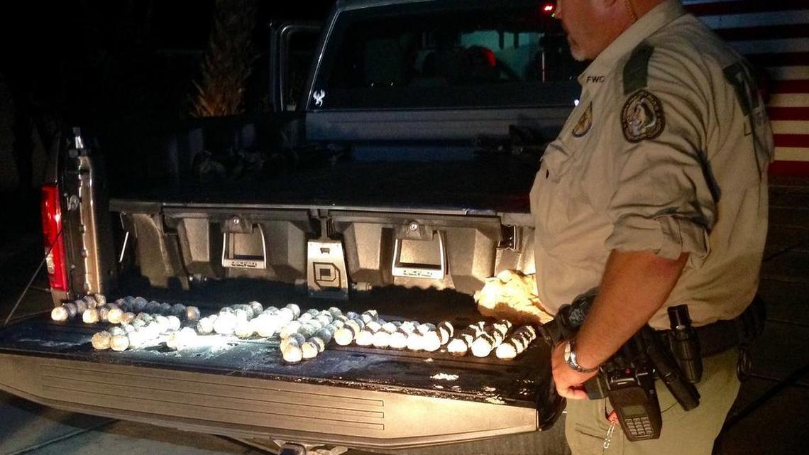A Florida Fish and Wildlife Conservation Commission officer examines a batch of recovered loggerhead sea turtle eggs.