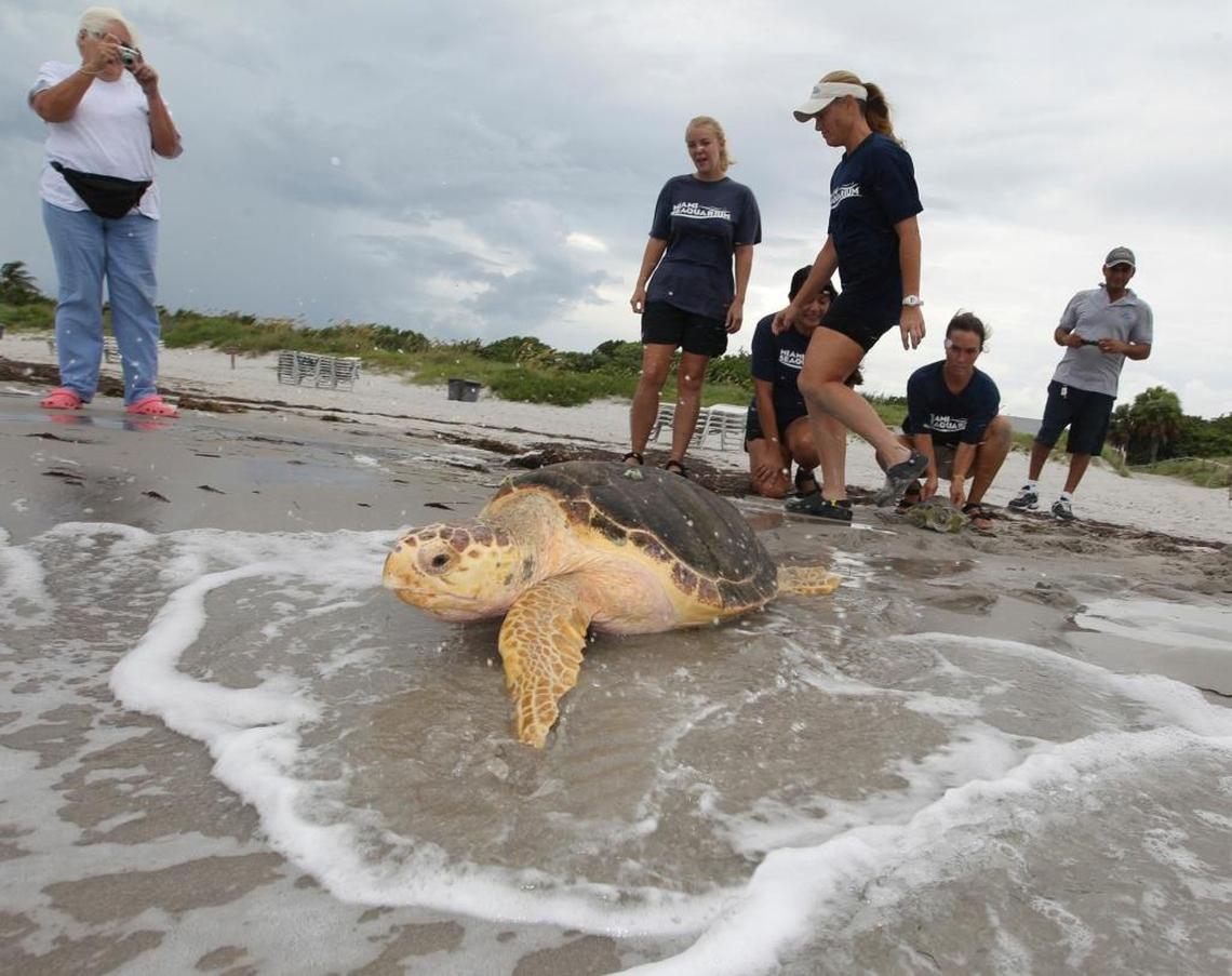 A loggerhead rescued by the Miami Sequarium was released from Key Biscayne in 2011.