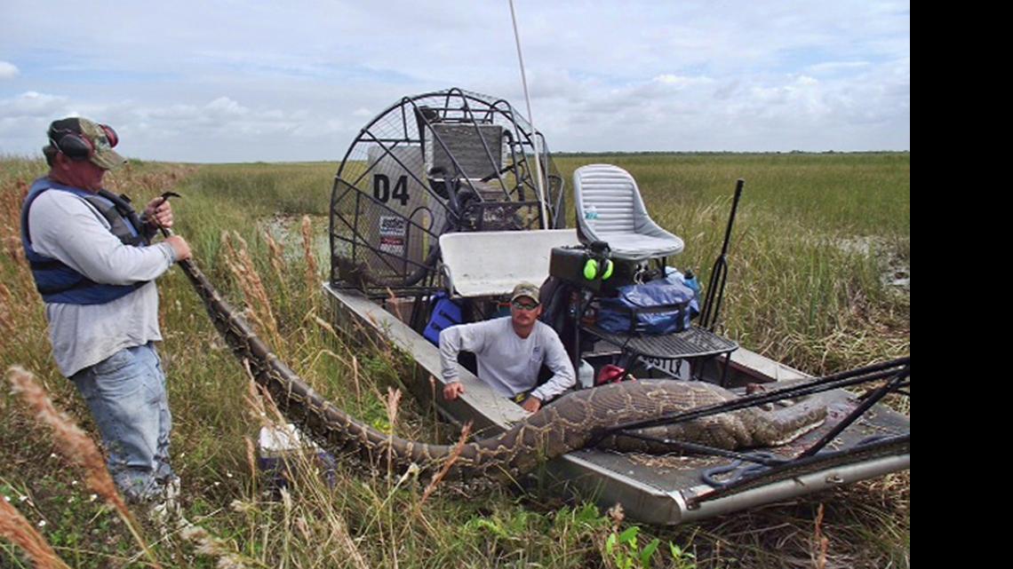 
In 2011, hunters in the Everglades came across and killed a Burmese python that had just consumed an adult deer. 

