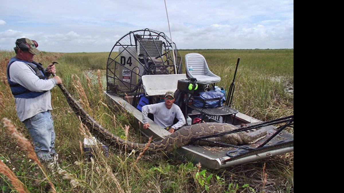 
In 2011, hunters in the Everglades came across and killed a Burmese python that had just consumed an adult deer. 
