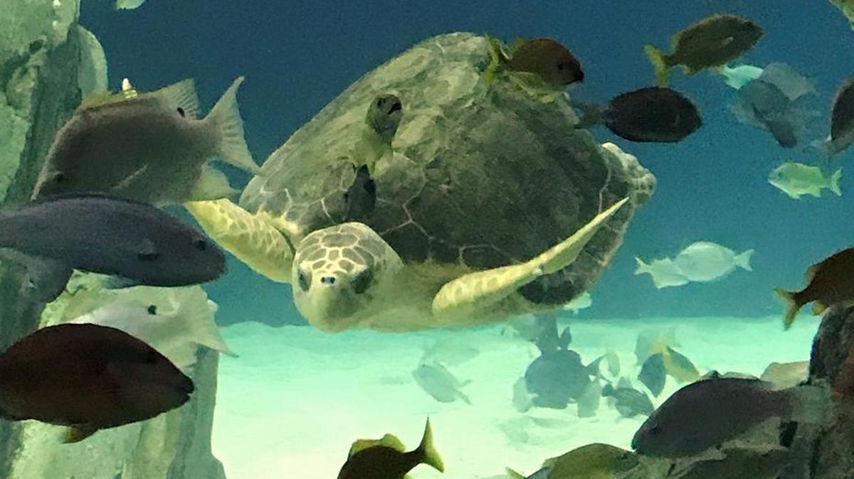 A loggerhead sea turtle swimming in the OdySea Aquarium in Scottsdale, AZ. Sea turtles are an endangered species and the frequent target of poachers.