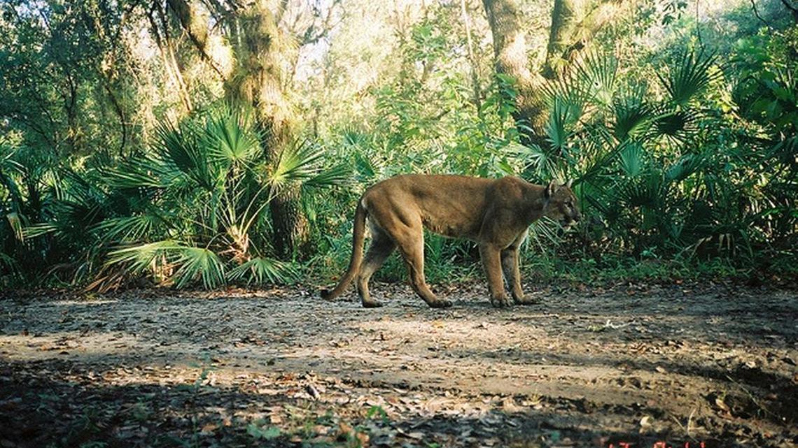A male Florida panther in the wild. Parkland residents called authorities on Tuesday after spotting what appeared to be a Florida panther in a driverway. Wildlife officials, however, said the cat was wearing a collar and may not be an endangered panther.