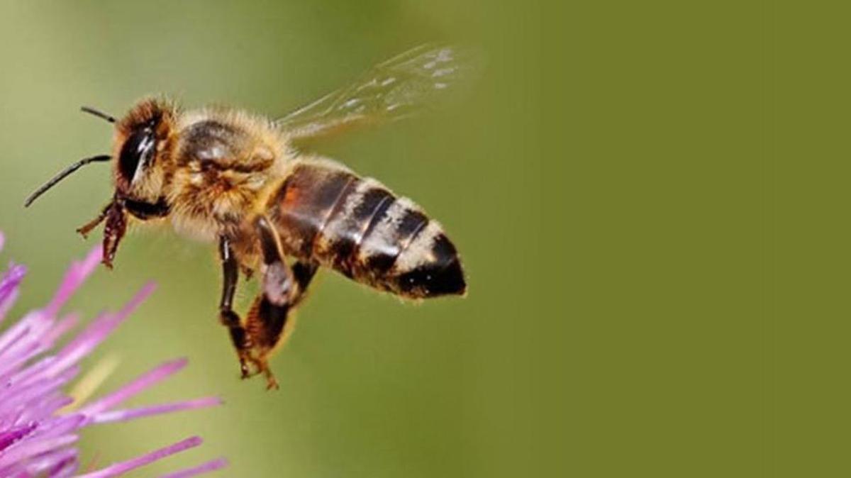 A new study from Florida International University found that nonnative tropical bees were harder hit by a record South Florida cold spell in 2010, providing a better understanding about how cold can define species’ boundaries as the planet warms.